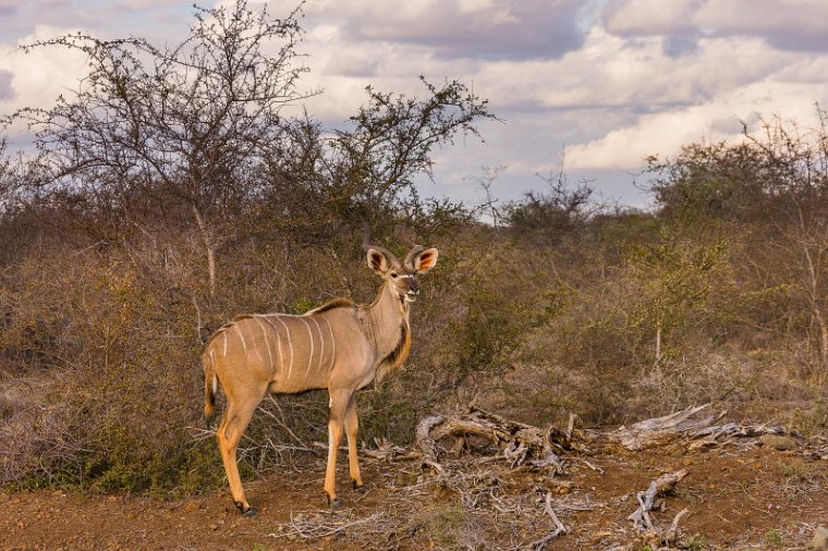 094 Kruger National Park, koedoe.jpg
